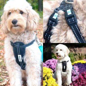 Chest-Plate-Harness-made-Reflective-straps-safe-visiable-sanmtu.net